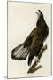 White Headed Eagle Deaux-null-Mounted Giclee Print