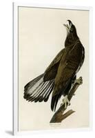 White Headed Eagle Deaux-null-Framed Giclee Print