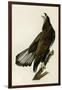 White Headed Eagle Deaux-null-Framed Giclee Print