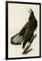 White Headed Eagle Deaux-null-Framed Giclee Print