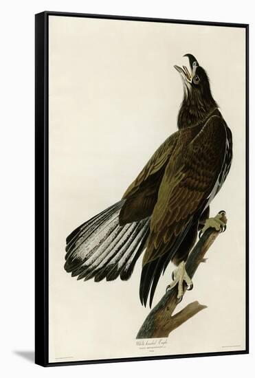 White Headed Eagle Deaux-null-Framed Stretched Canvas