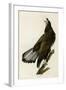 White Headed Eagle Deaux-null-Framed Giclee Print