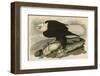 White-Headed Eagle-John James Audubon-Framed Giclee Print