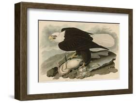 White-Headed Eagle-John James Audubon-Framed Giclee Print