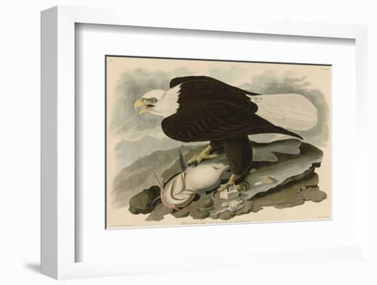 White-Headed Eagle-John James Audubon-Framed Giclee Print