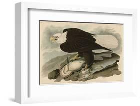 White-Headed Eagle-John James Audubon-Framed Giclee Print