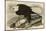White-Headed Eagle-John James Audubon-Mounted Giclee Print