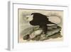 White-Headed Eagle-John James Audubon-Framed Giclee Print