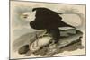 White-Headed Eagle-John James Audubon-Mounted Giclee Print