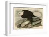 White-Headed Eagle-John James Audubon-Framed Art Print