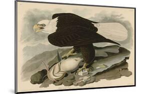 White-Headed Eagle-John James Audubon-Mounted Art Print