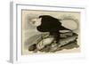 White Headed Eagle-null-Framed Giclee Print