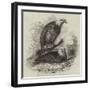 White-Headed Eagles, at the Zoological Gardens, Regent's Park-null-Framed Giclee Print