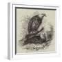 White-Headed Eagles, at the Zoological Gardens, Regent's Park-null-Framed Giclee Print