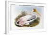 White-Headed Ibis; Tantalus Leucocephalus, C.1850-1873 (Hand-Finished Colour Lithograph)-John Gould-Framed Giclee Print