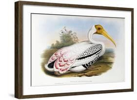 White-Headed Ibis; Tantalus Leucocephalus, C.1850-1873 (Hand-Finished Colour Lithograph)-John Gould-Framed Giclee Print