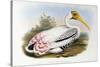 White-Headed Ibis; Tantalus Leucocephalus, C.1850-1873 (Hand-Finished Colour Lithograph)-John Gould-Stretched Canvas