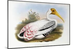 White-Headed Ibis; Tantalus Leucocephalus, C.1850-1873 (Hand-Finished Colour Lithograph)-John Gould-Mounted Giclee Print