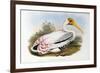 White-Headed Ibis; Tantalus Leucocephalus, C.1850-1873 (Hand-Finished Colour Lithograph)-John Gould-Framed Giclee Print