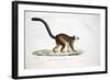 White-Headed Lemur-null-Framed Giclee Print