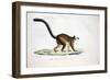 White-Headed Lemur-null-Framed Giclee Print