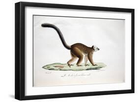White-Headed Lemur-null-Framed Giclee Print