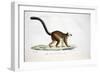 White-Headed Lemur-null-Framed Giclee Print