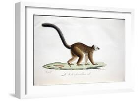 White-Headed Lemur-null-Framed Giclee Print