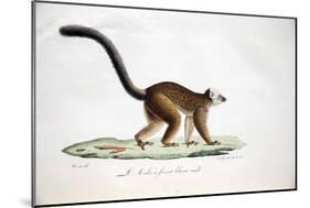 White-Headed Lemur-null-Mounted Giclee Print