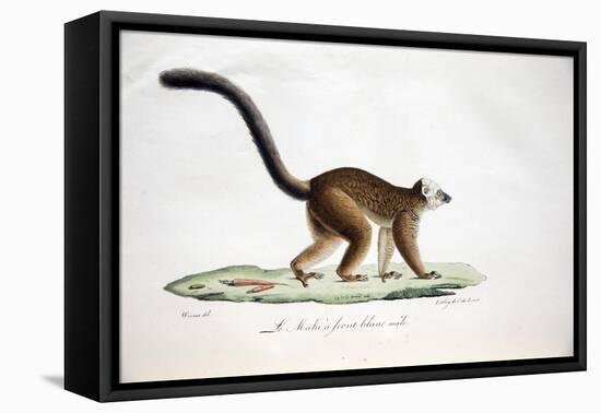 White-Headed Lemur-null-Framed Stretched Canvas