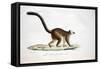 White-Headed Lemur-null-Framed Stretched Canvas