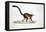 White-Headed Lemur-null-Framed Stretched Canvas