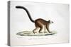 White-Headed Lemur-null-Stretched Canvas