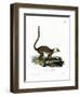 White-Headed Lemur-null-Framed Giclee Print