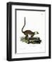 White-Headed Lemur-null-Framed Giclee Print