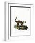 White-Headed Lemur-null-Framed Giclee Print