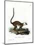 White-Headed Lemur-null-Mounted Giclee Print