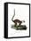 White-Headed Lemur-null-Framed Stretched Canvas