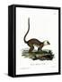 White-Headed Lemur-null-Framed Stretched Canvas