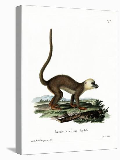 White-Headed Lemur-null-Stretched Canvas