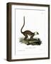 White-Headed Lemur-null-Framed Giclee Print