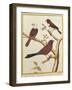 White-Headed Munia, Double Coloured Seed Eater and Violet Eared Waxbill-Francois Nicolas Martinet-Framed Giclee Print