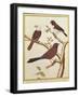 White-Headed Munia, Double Coloured Seed Eater and Violet Eared Waxbill-Francois Nicolas Martinet-Framed Giclee Print