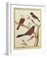 White-Headed Munia, Double Coloured Seed Eater and Violet Eared Waxbill-Francois Nicolas Martinet-Framed Giclee Print