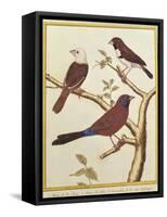 White-Headed Munia, Double Coloured Seed Eater and Violet Eared Waxbill-Francois Nicolas Martinet-Framed Stretched Canvas