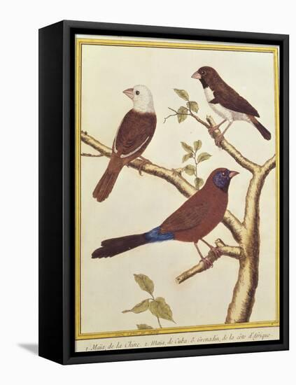 White-Headed Munia, Double Coloured Seed Eater and Violet Eared Waxbill-Francois Nicolas Martinet-Framed Stretched Canvas