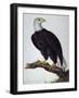 White-Headed Sea Eagle-Charles Collins-Framed Giclee Print