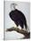 White-Headed Sea Eagle-Charles Collins-Stretched Canvas