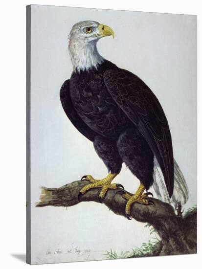 White-Headed Sea Eagle-Charles Collins-Stretched Canvas