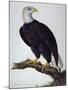 White-Headed Sea Eagle-Charles Collins-Mounted Giclee Print